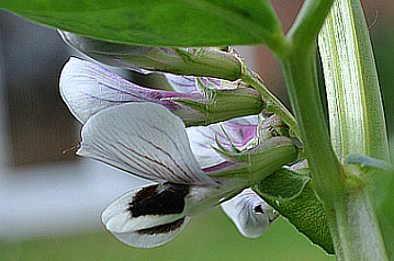 Blüte