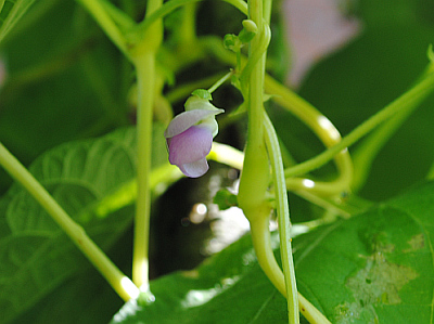 Blüte