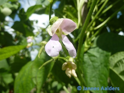 Blüte