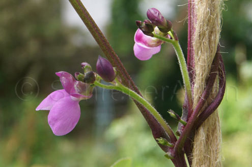 Blüte