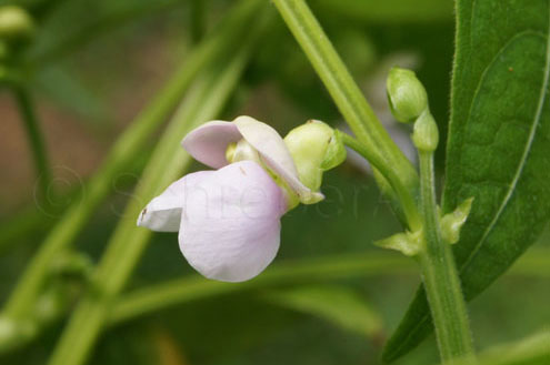 Blüte