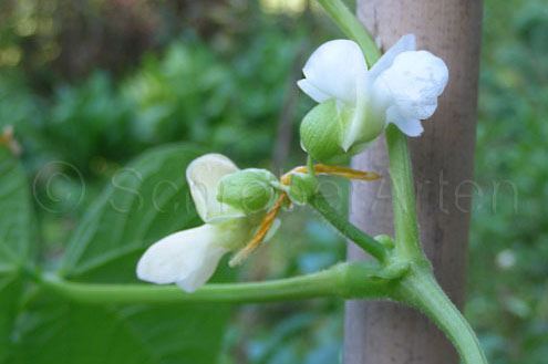 Blüte