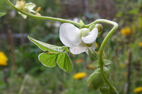 Blüte