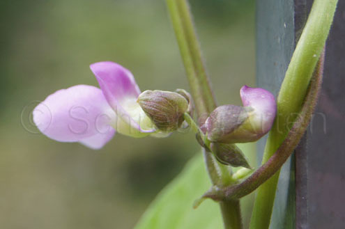 Blüte